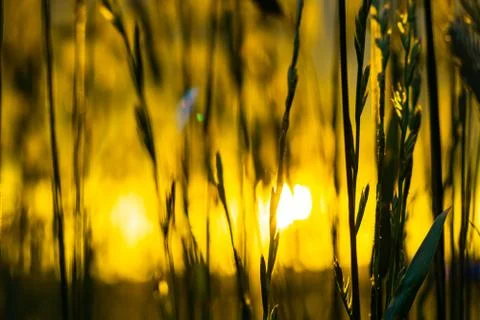 Wheat field with a sunset Stock Photos