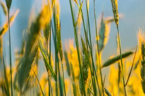 Wheat field with a sunset Stock Photos