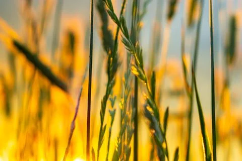 Wheat field with a sunset Stock Photos