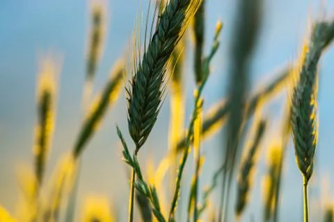 Wheat field with a sunset Stock Photos