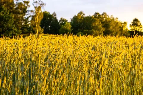 Wheat field with a sunset Stock Photos
