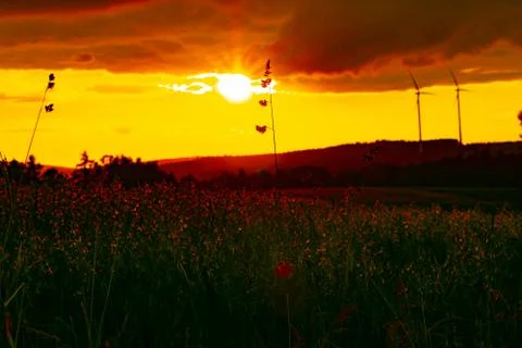 Wheat field with a sunset Stock Photos