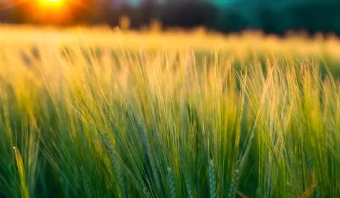 Wheat field with a sunset Stock Photos