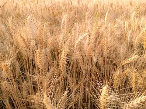 Wheat field at sunset Stock Photos
