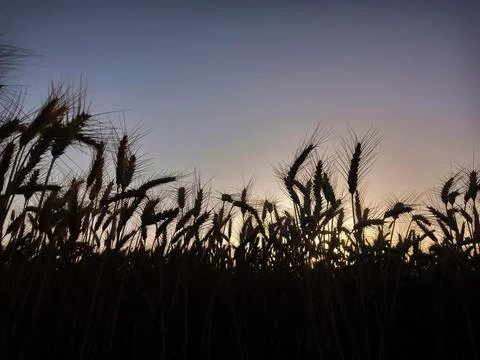 Wheat field at sunset Fotos de archivo