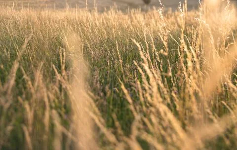 Wheat field at sunset Stock Photos