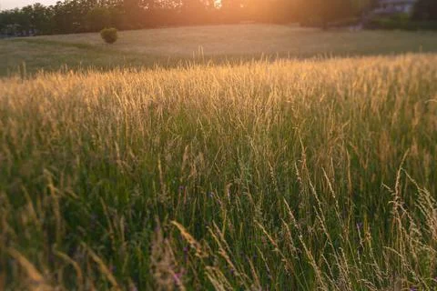 Wheat field at sunset Stockfoto's
