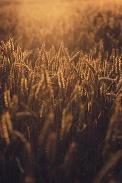 Wheat field in sunset Stock Photos