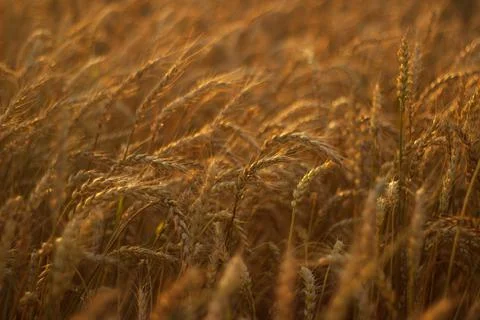 Wheat in the field at sunset Stock Photos