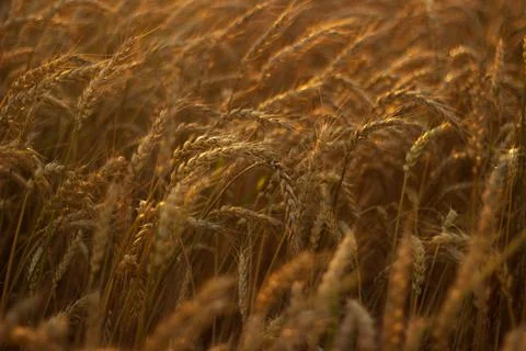 Wheat in the field at sunset Stock Photos