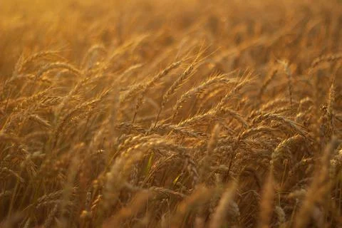 Wheat in the field at sunset Stock Photos