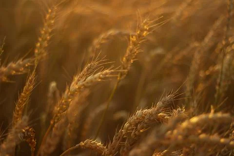 Wheat in the field at sunset Stock Photos