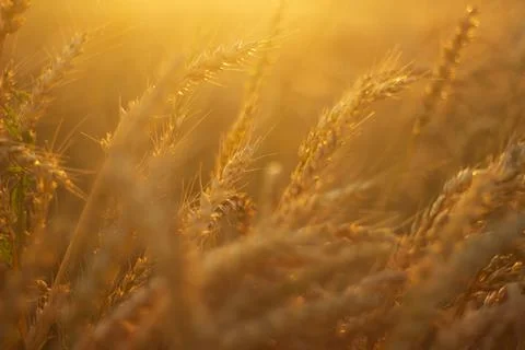 Wheat in the field at sunset Stock Photos