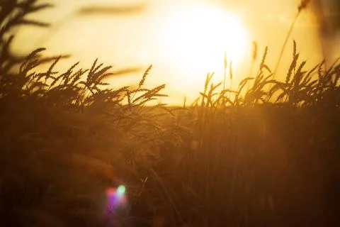 Wheat in the field at sunset Stock Photos