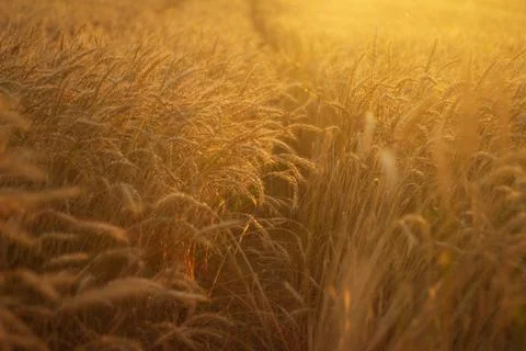 Wheat in the field at sunset Stock Photos