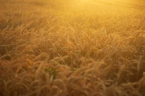 Wheat in the field at sunset Stock Photos
