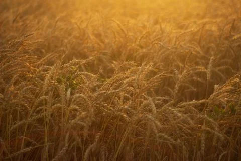 Wheat in the field at sunset Stock Photos