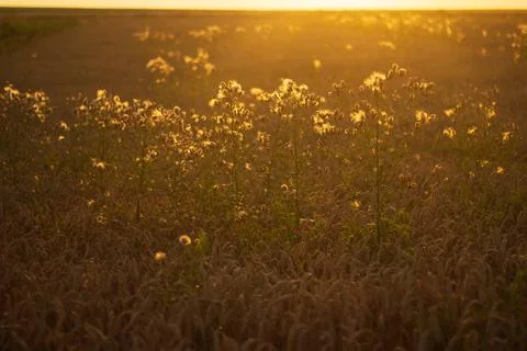 Wheat in the field at sunset Stock Photos
