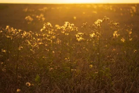 Wheat in the field at sunset Stock Photos