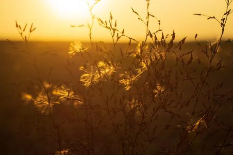 Wheat in the field at sunset Stock Photos