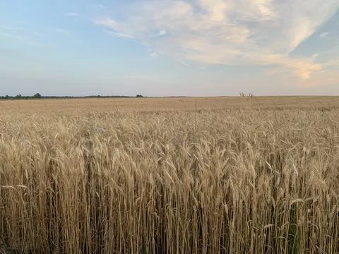 Wheat field sunset Stock Photos