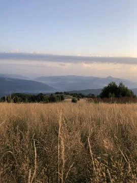 Wheat field at sunset Stock Photos