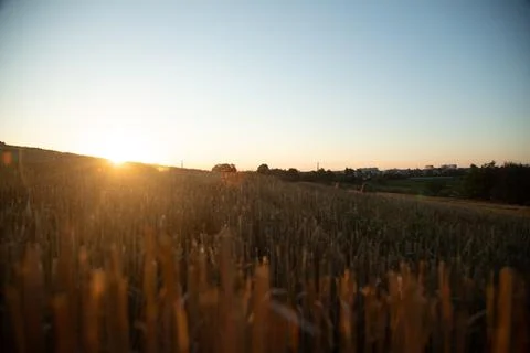 Wheat field at sunset 库存照片