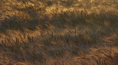 Wheat field at sunset. Real time. Video stock 65266289