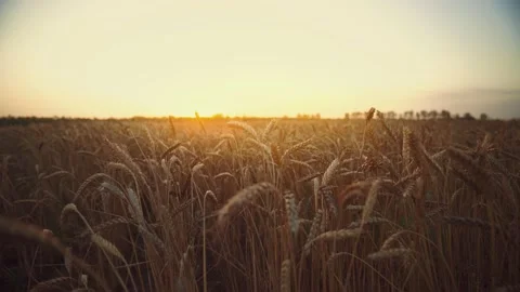 Wheat field at sunset. Ripe ears. Beautiful agricultural landscape. Farmland Stock-Footage 165740966
