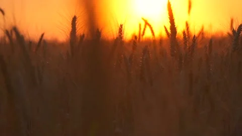 Wheat field at sunset. rise from the bottom up the ears of wheat at sunset Stock Footage 164403463