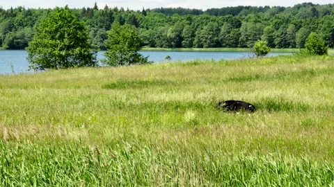Wheat field on sunset. Rye background. Crisis world’s breadbasket. Stock Footage 201188320