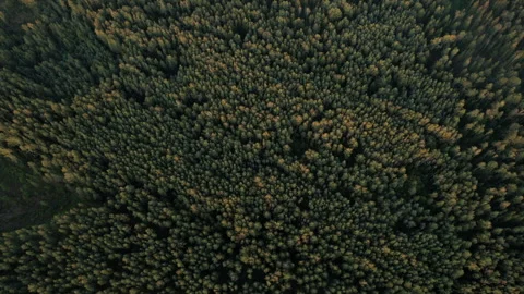 Wheat field on sunset. Rye background. Crisis world’s breadbasket. Stock Footage 269359343