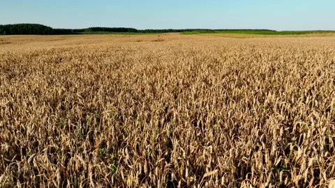 Wheat field on sunset. Rye field, aerial view. 動画素材 204819727