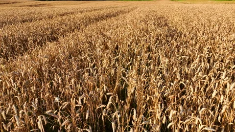 Wheat field on sunset. Rye field, aerial drone view. Stock Footage 204845021