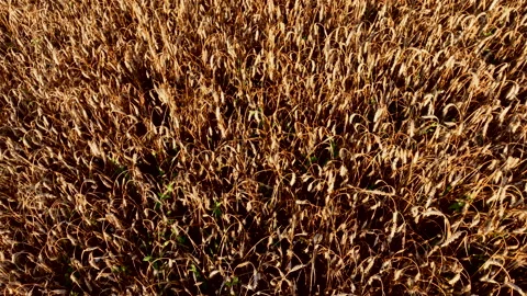 Wheat field on sunset. Rye field, aerial view. Vídeos de archivo 207687566