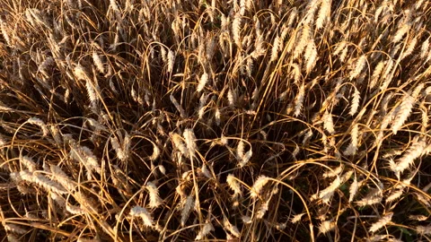 Wheat field on sunset. Rye field, aerial view. 스톡 동영상 207771972