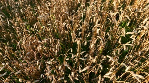 Wheat field on sunset. Rye field, aerial view. Stock Footage 213264291
