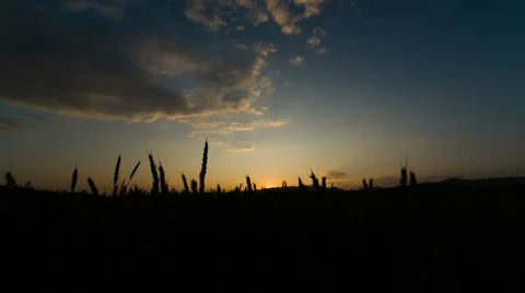 Wheat field at sunset. Shot to RAW, wide dynamic range Vidéo 27962805
