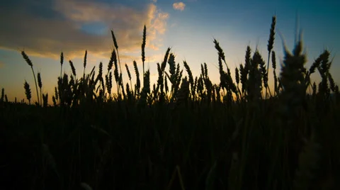 Wheat field at sunset. Shot to RAW, wide dynamic range 動画素材 27962833