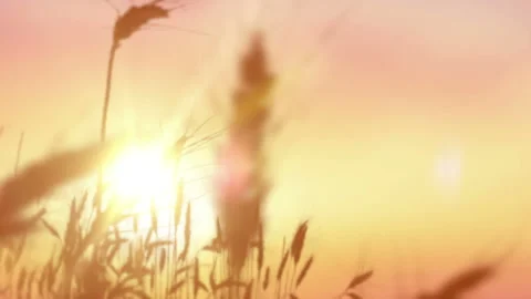 Wheat field on the sunset sky background. Stock Footage 93712567