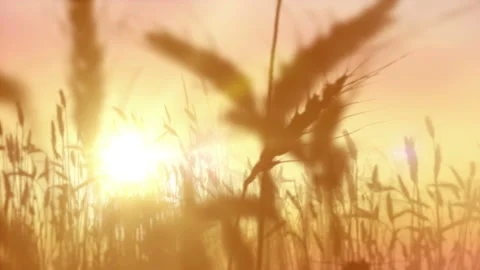 Wheat field on the sunset sky background. Stock Footage 93712715