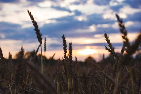 Wheat field on sunset sky Stock Photos