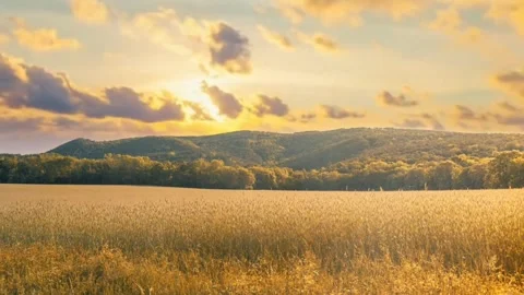 Wheat field sunset Skyline Stock-Footage 274035375
