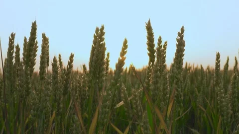 Wheat Field at Sunset. The spikelets Flutter in the Wind. Stock Footage 132410417