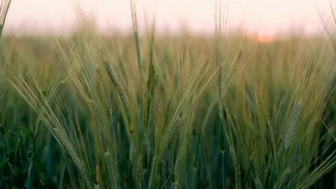 Wheat Field at Sunset. The spikelets Flutter in the Wind. Ripening ears of wheat 스톡 동영상 139876563