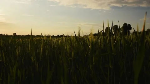 Wheat field in sunset at spring Video stock 239896978