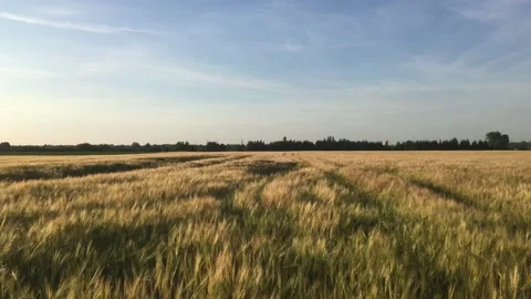 Wheat field at sunset on a summer evening Stock Footage 157097051