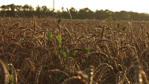 Wheat field at sunset in summer 動画素材 77639852