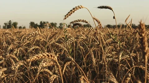Wheat field at sunset in summer Vídeo Stock 77641823