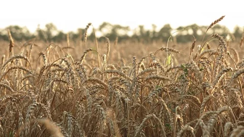 Wheat field at sunset in summer Video stock 77642620